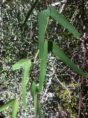 Passiflora mexicana