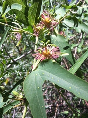 Passiflora mexicana