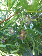 Passiflora mexicana