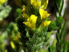 Aspalathus ericifolia ericifolia
