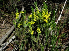 Aspalathus ericifolia ericifolia