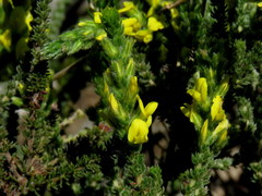 Aspalathus ericifolia ericifolia