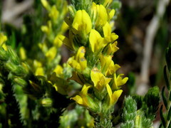 Aspalathus ericifolia ericifolia