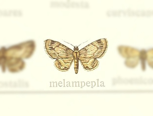 Chloroclystis melampepla