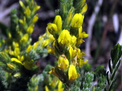 Aspalathus ericifolia ericifolia