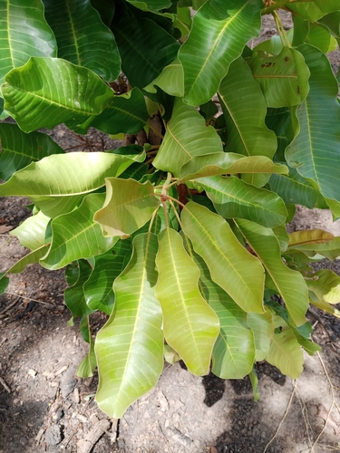 Shea Tree