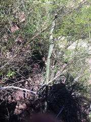 Peniocereus marianus