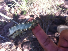 Peniocereus marianus