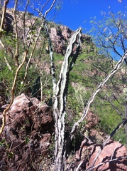 Peniocereus marianus