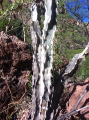 Peniocereus marianus