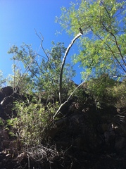 Peniocereus marianus