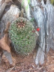 Mammillaria sheldonii
