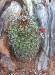 Mammillaria sheldonii