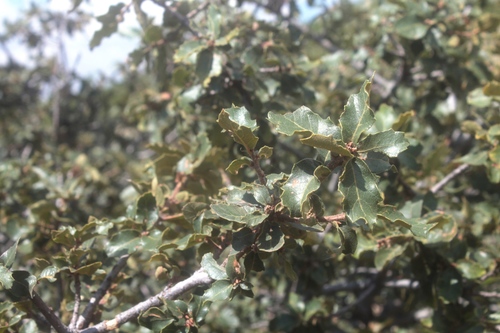 Quercus praeco