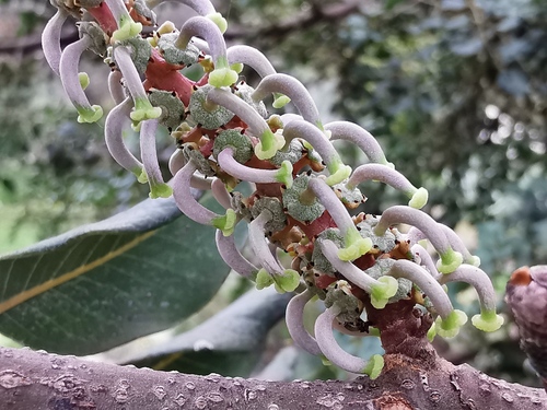 Carob tree