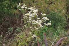 Erigeron annuus