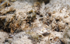 Favonigobius lateralis
