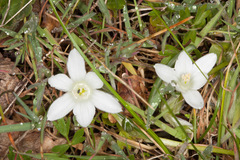 Ornithogalum corsicum