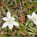 Ornithogalum corsicum - Photo (c) Drepanostoma, some rights reserved (CC BY-NC), uploaded by Drepanostoma