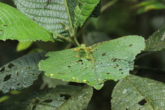 Anolis gemmosus