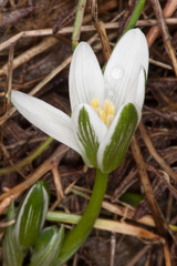 Ornithogalum corsicum