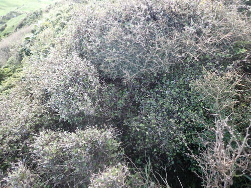 Ozothamnus glomeratus, photograph 6