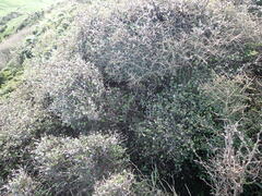 Ozothamnus glomeratus, photograph Leon Perrie, CC BY, iNaturalist via GBIF