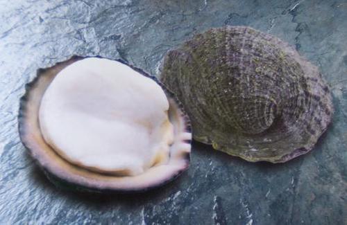 barnacle rock shell