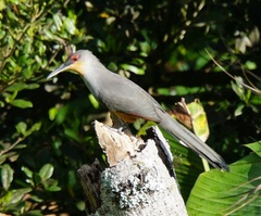 Coccyzus longirostris