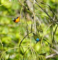 Chlorophonia musica musica