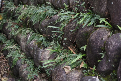 Asplenium wilfordii iNat (1)