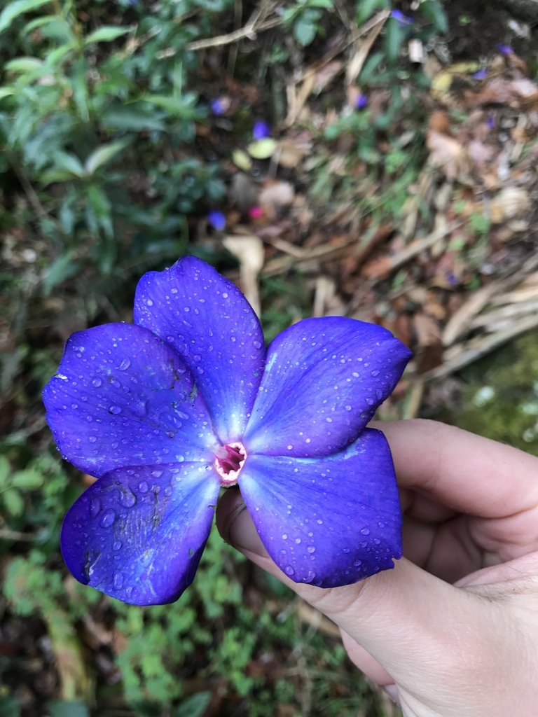 Centronia