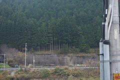 Cryptomeria japonica