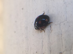 Hyperaspis lateralis