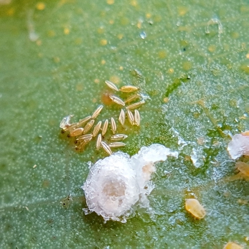 Red Gum Lerp Psyllid