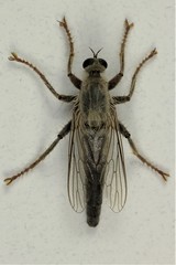 Stenopogoninae