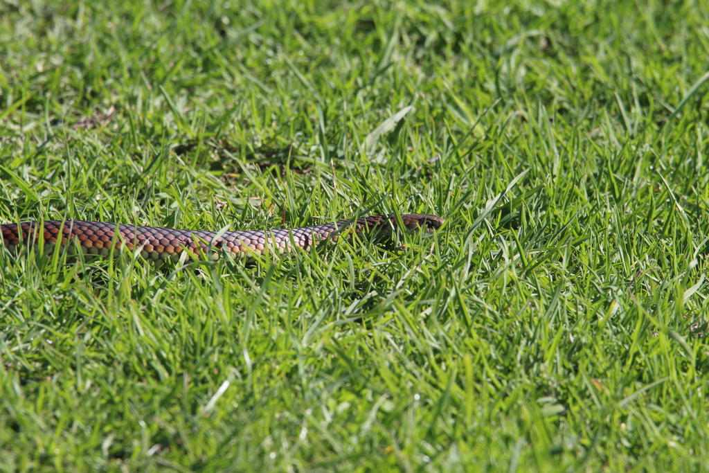 Lowlands Copperhead from Toora VIC 3962, Australia on April 14, 2023 at ...