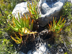 Aloiampelos commixta