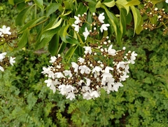 Cordia oncocalyx