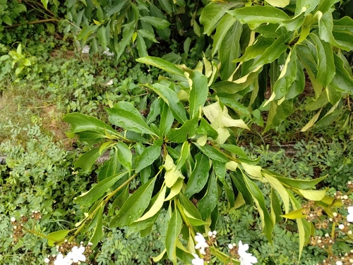 Cordia oncocalyx, photograph 1