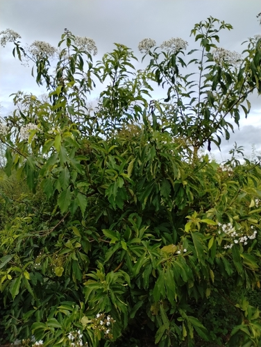 Cordia oncocalyx, photograph 2