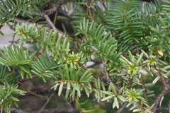 Taxus cuspidata