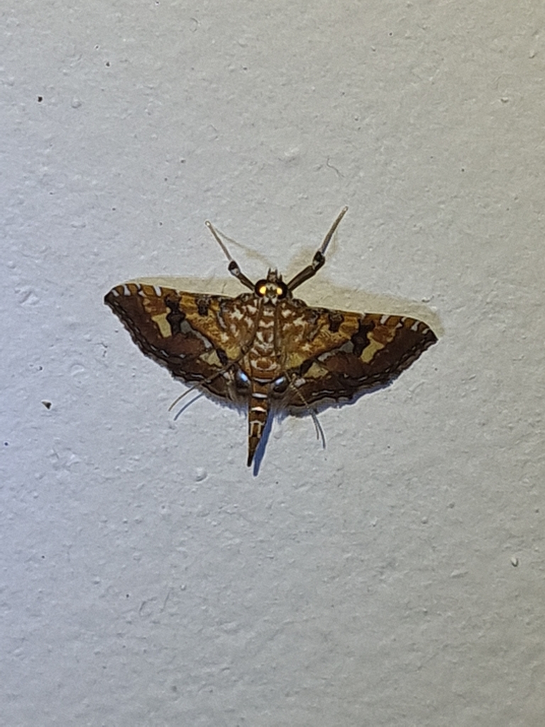 Ommatospila decoralis