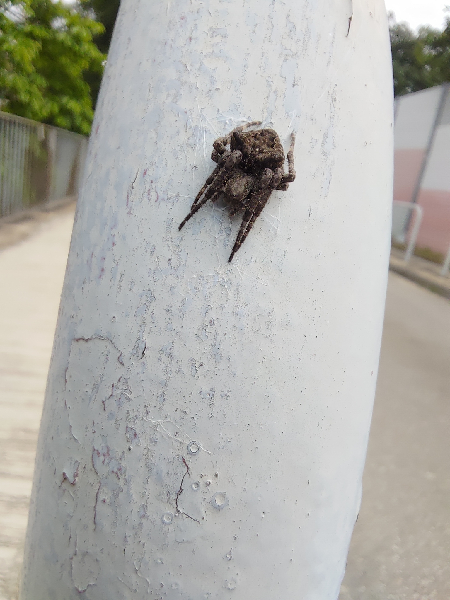 Araneus Ventricosus (L.Koch, 1878)