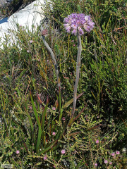 Dilatris corymbosa