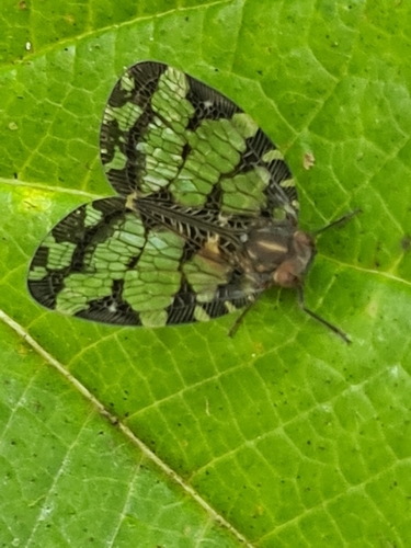 Nogodina reticulata