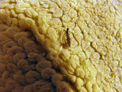 Embioptera