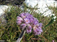 Dilatris corymbosa