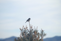 Junco hyemalis mearnsi