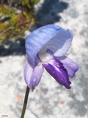 Disa purpurascens
